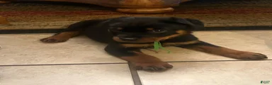 Rottweiler 4