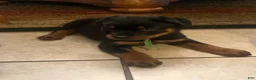 Rottweiler dogs for sale: Rottweiler 4 - Ad 1