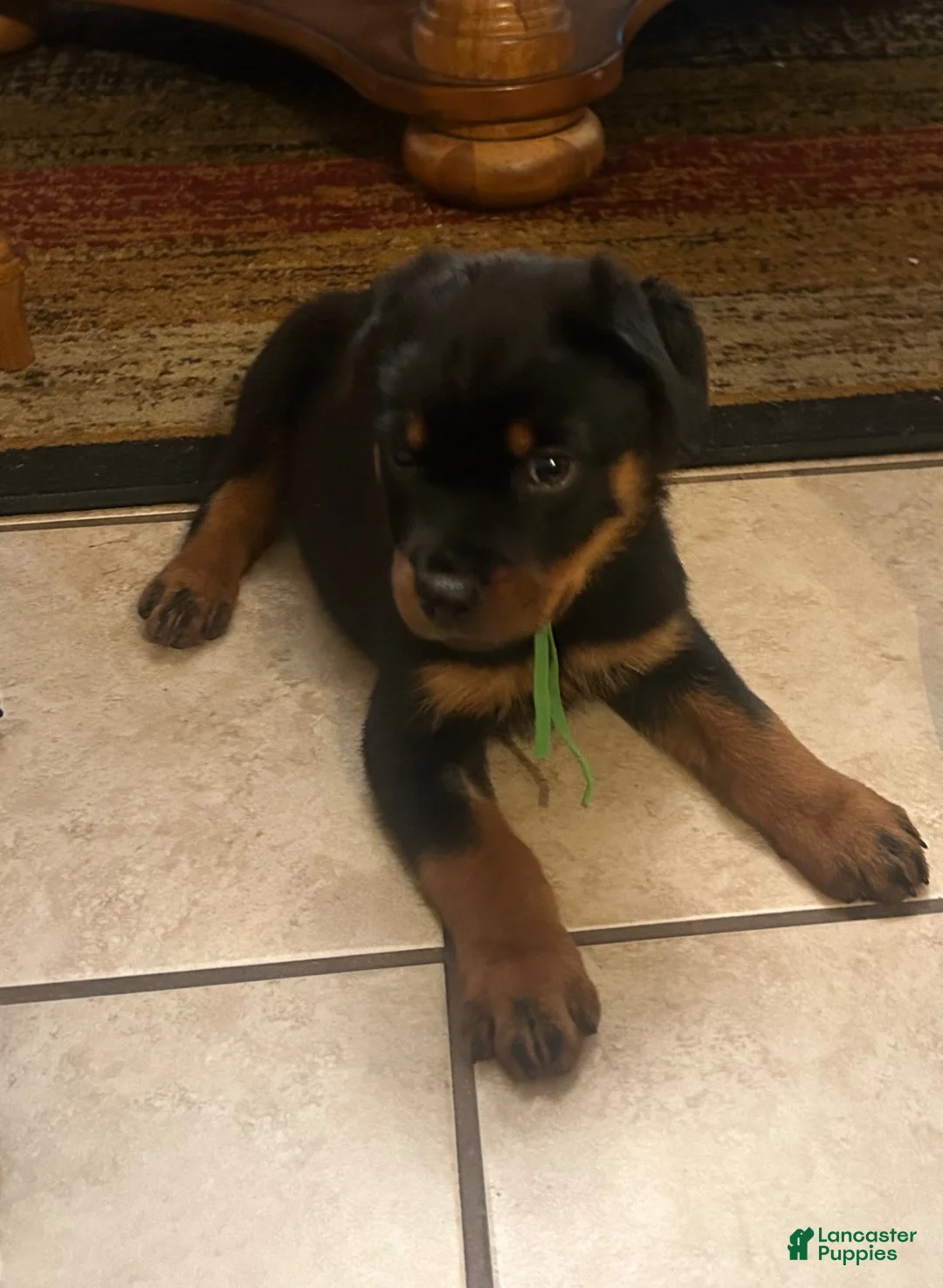 Rottweiler dogs for sale: Rottweiler 4 - Ad 1