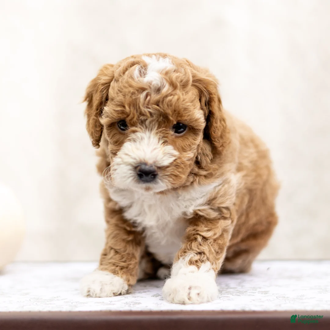 Mini Goldendoodle dogs for sale: Maya - Ad 3