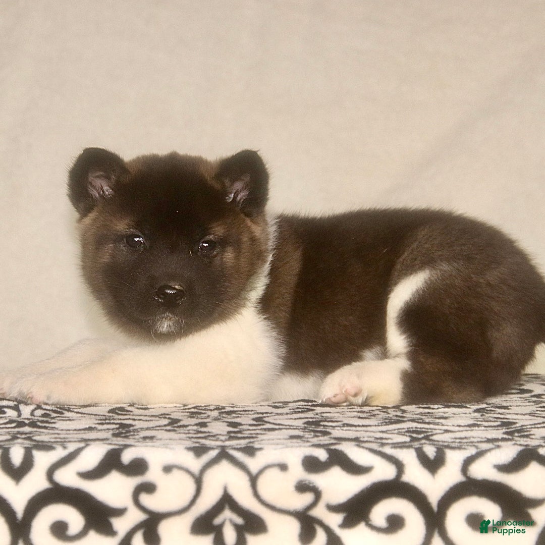 Akita dogs for sale: Axel - Ad 1