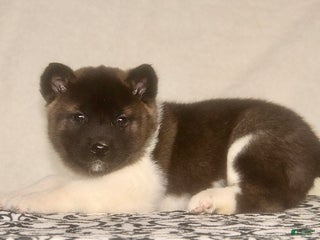 Akita dogs Axel - Ad 4