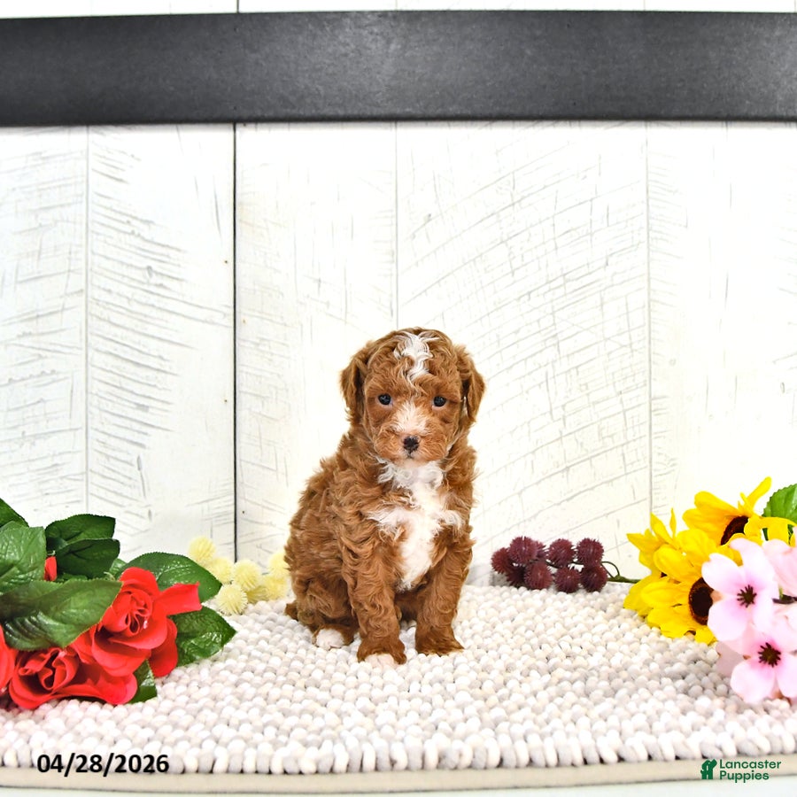 Miniature Poodle dogs Ronnie - Ad 2