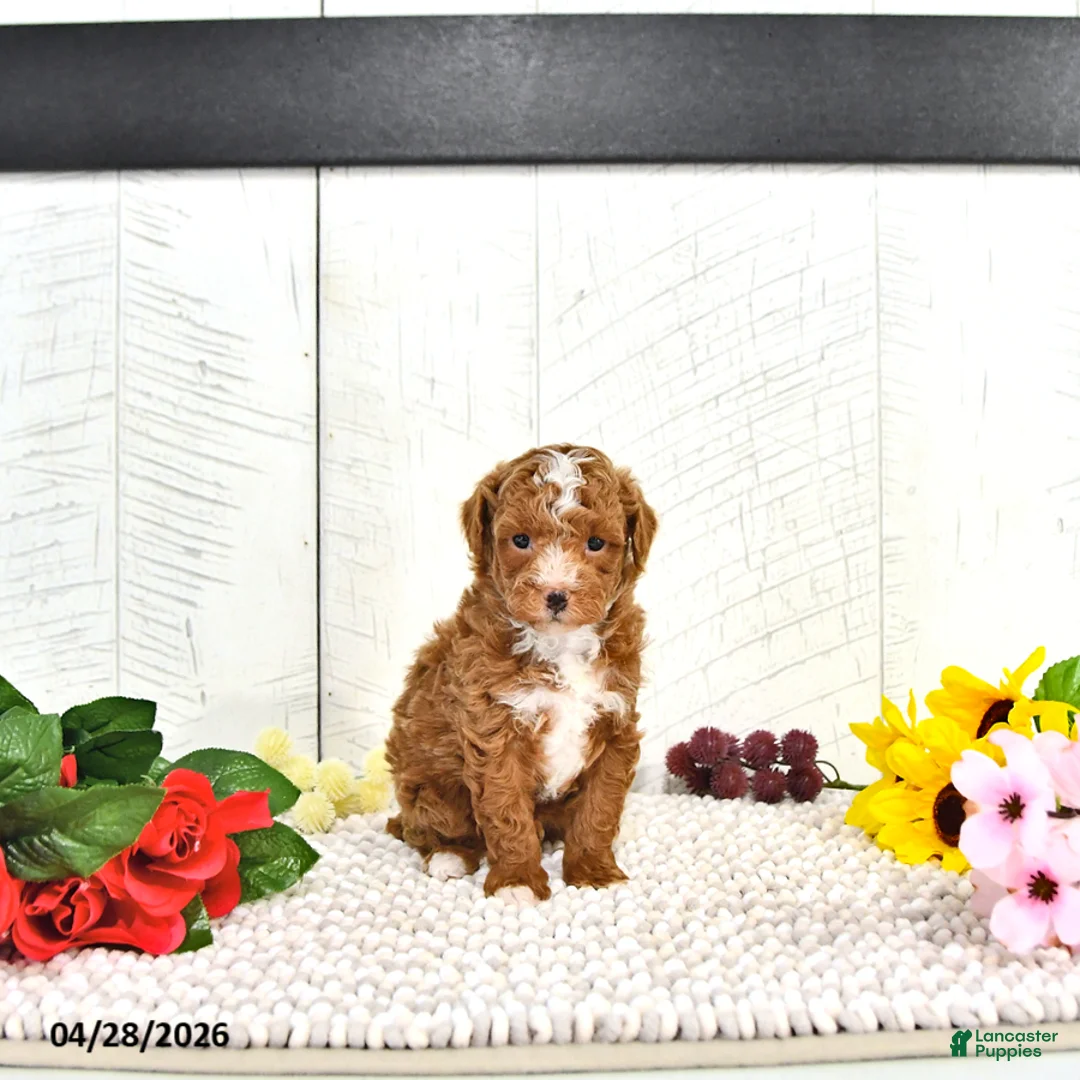 Miniature Poodle dogs for sale: Ronnie - Ad 2