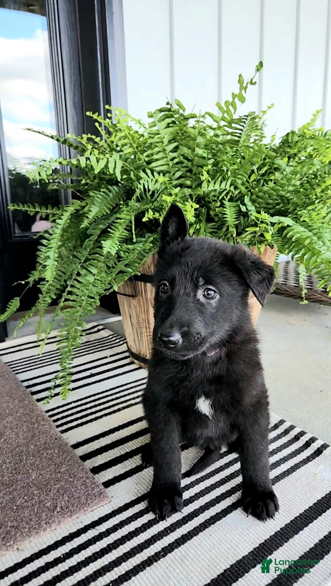German Shepherd dogs for sale: Willow - Ad 1