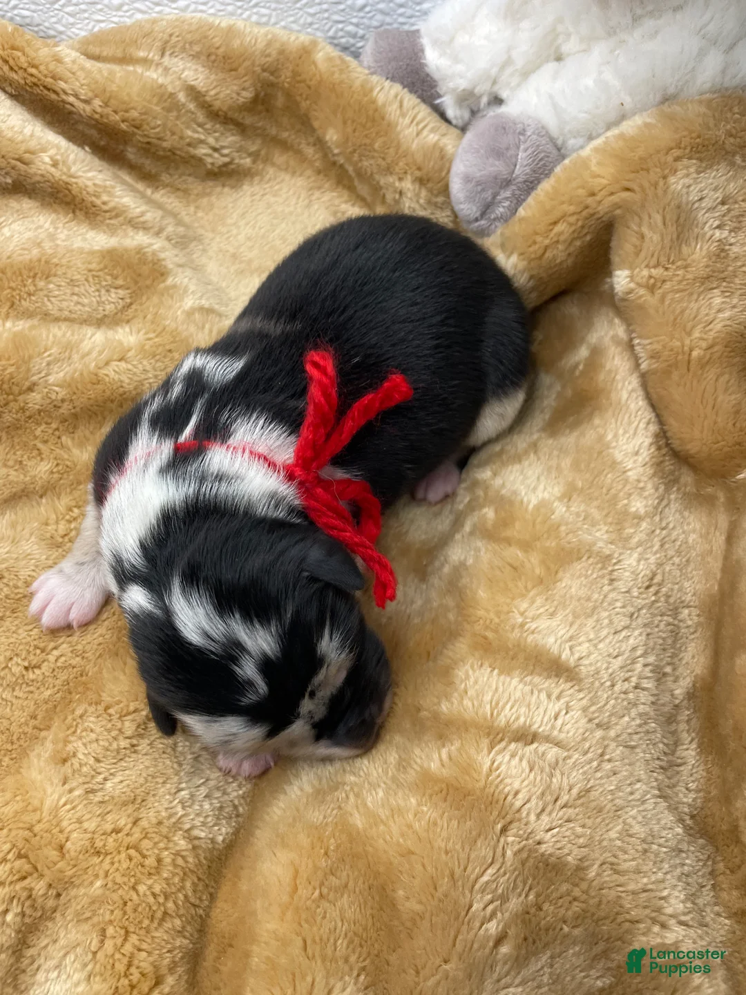 Australian Shepherd dogs for sale: Sheira - Ad 2