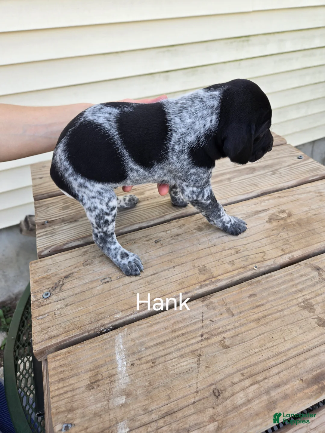 German Shorthaired Pointer dogs for sale: Hank - Ad 2