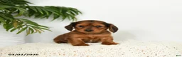 Miniature Dachshund dogs for sale: Jemmie - Ad 3