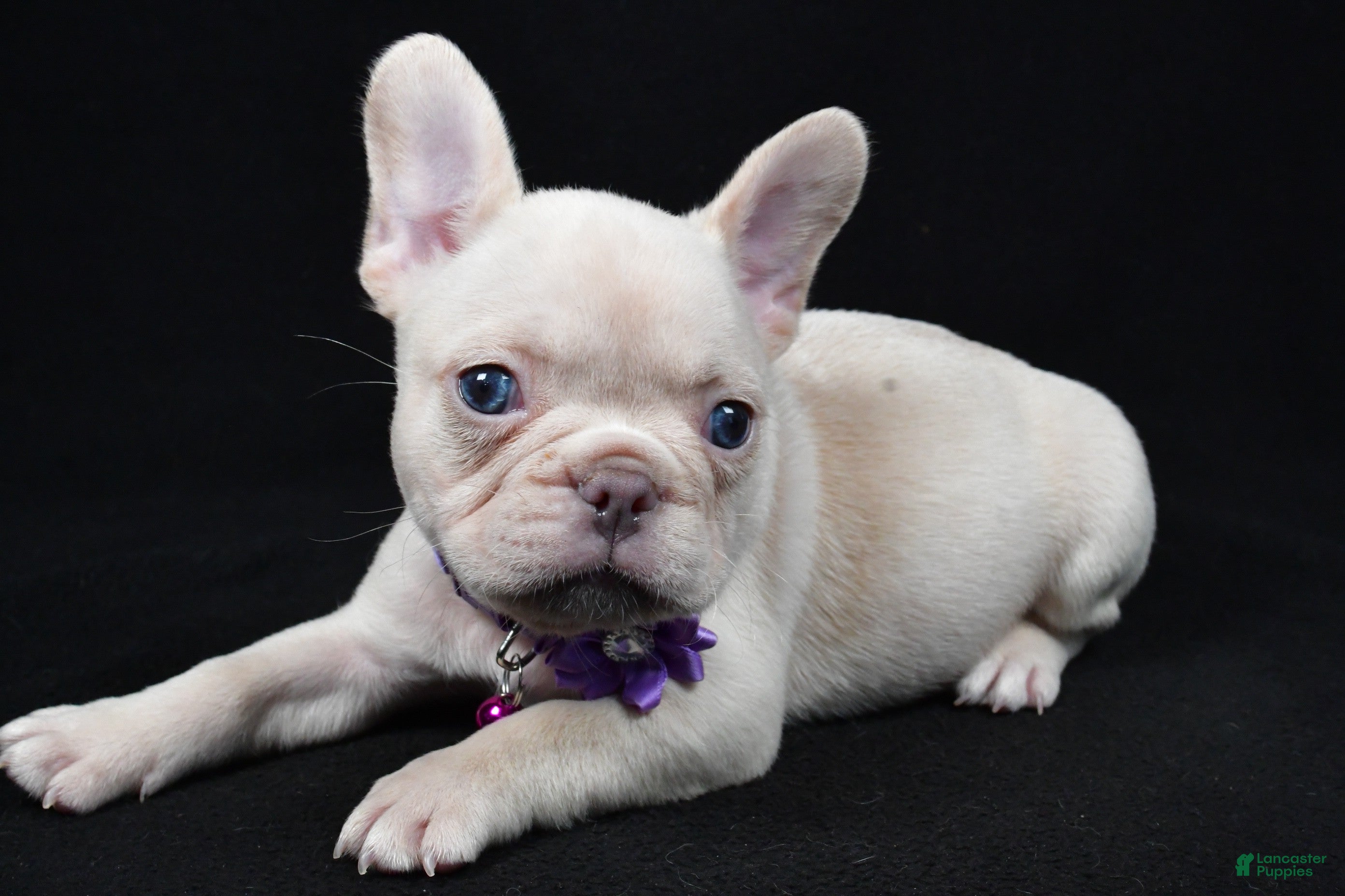 French Bulldog dogs Willow - Ad 40