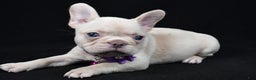 French Bulldog dogs for sale: Willow - Ad 1