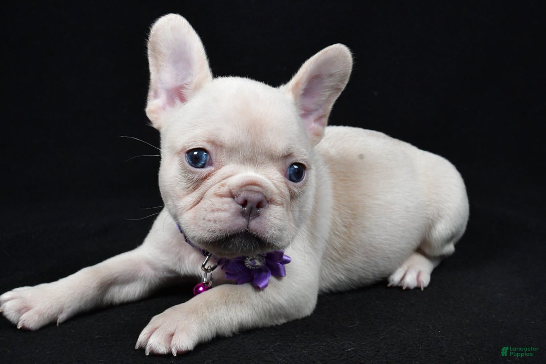 French Bulldog dogs for sale: Willow - Ad 1