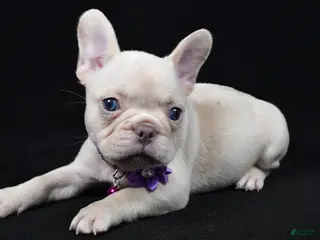 French Bulldog dogs Willow - Ad 36