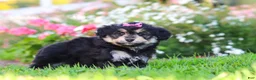 Mixed Breed dogs for sale: Autumn - Ad 5