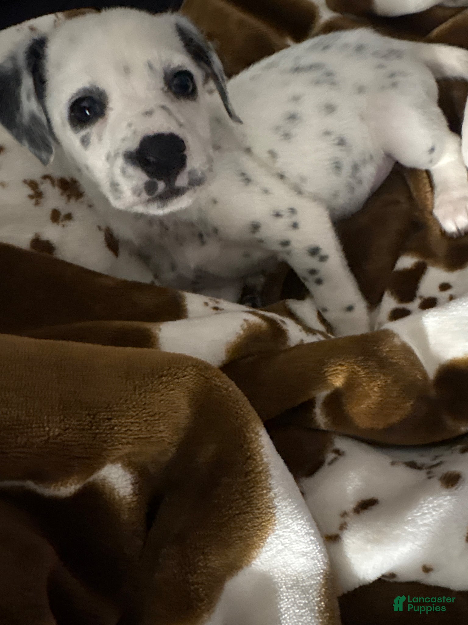 Dalmatian dogs for sale: Dalmatian Puppy 1 - Ad 2