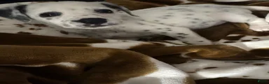 Dalmatian Puppy 1