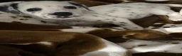 Dalmatian dogs for sale: Dalmatian Puppy 1 - Ad 1