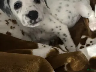 Dalmatian dogs for sale: Dalmatian Puppy 1 - Ad 2
