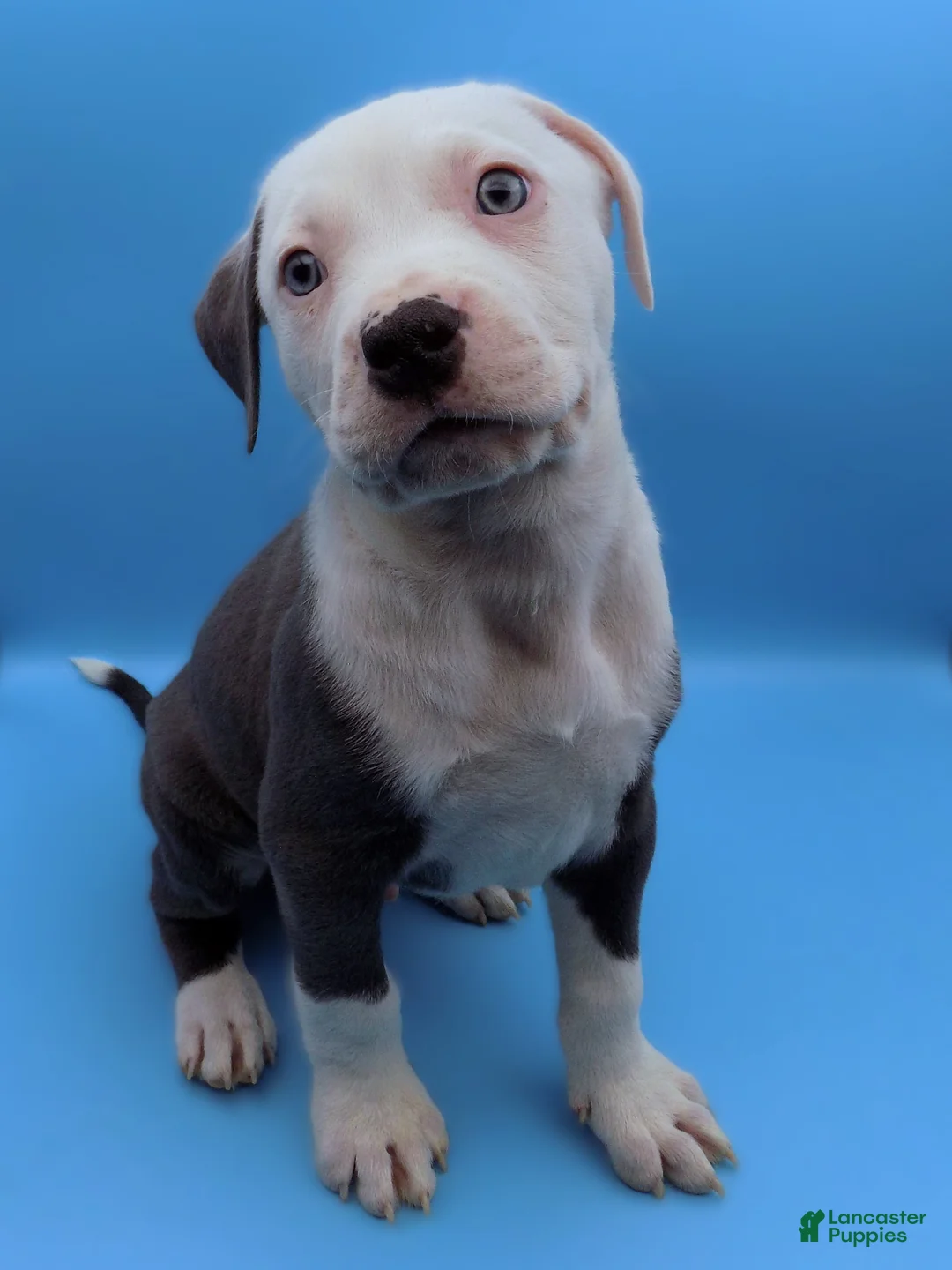 Mixed Breed dogs for sale: Mambo - Ad 6