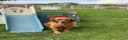 Golden Retriever dogs for sale: Roxie (pink) - Ad 12