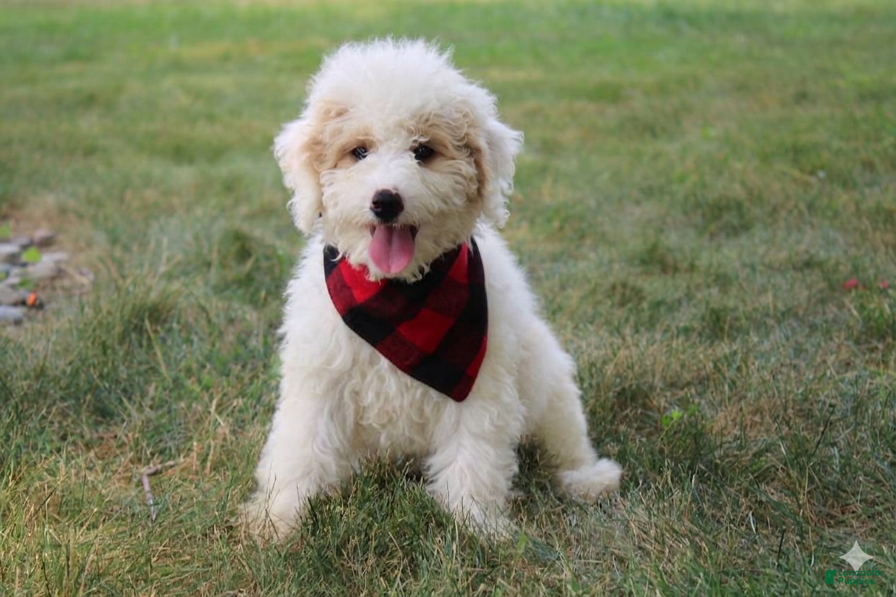 Mini Goldendoodle dogs Tulip - Ad 23