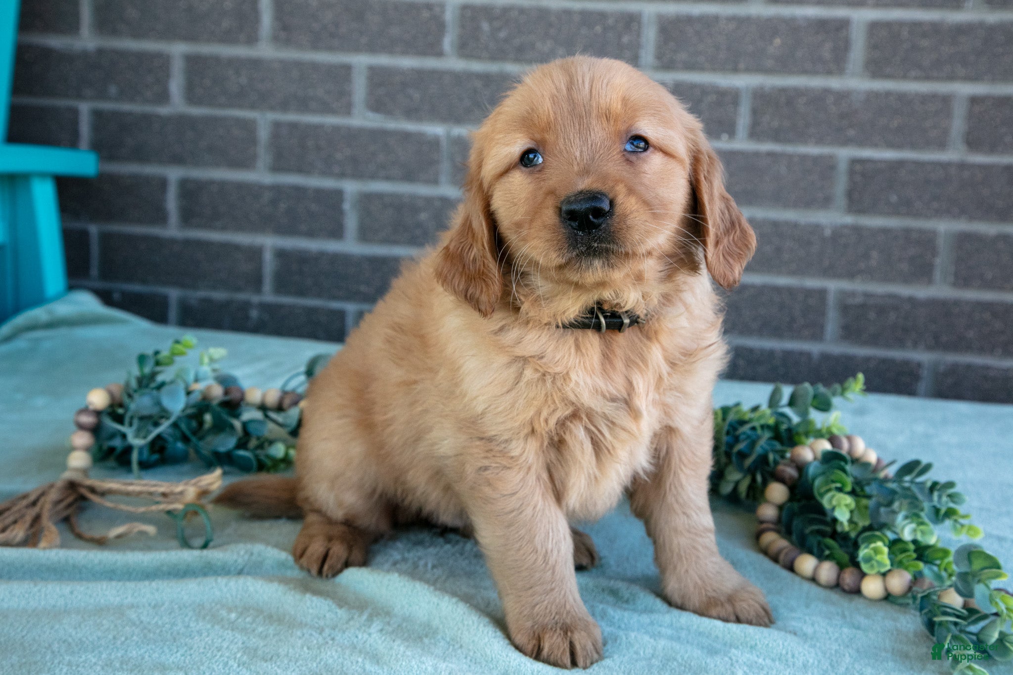 Golden Retriever dogs Tabby - Ad 1