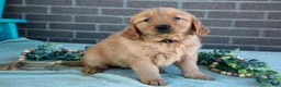 Golden Retriever dogs for sale: Tabby - Ad 1