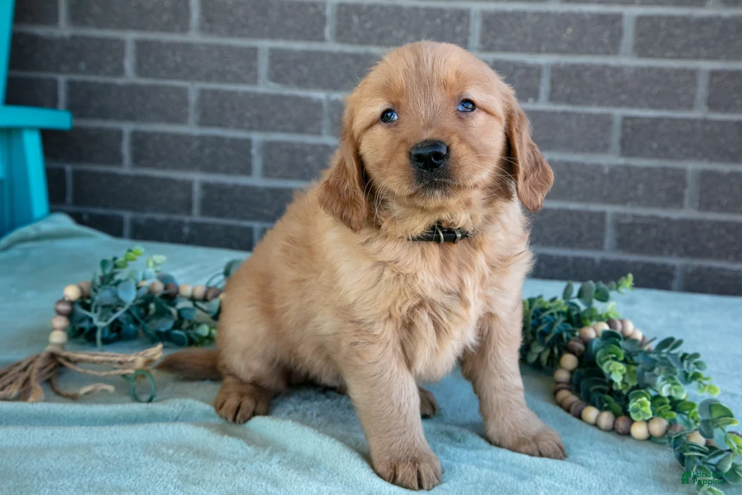 Golden Retriever dogs for sale: Tabby - Ad 1
