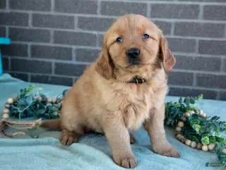 Golden Retriever dogs for sale: Tabby - Ad 2
