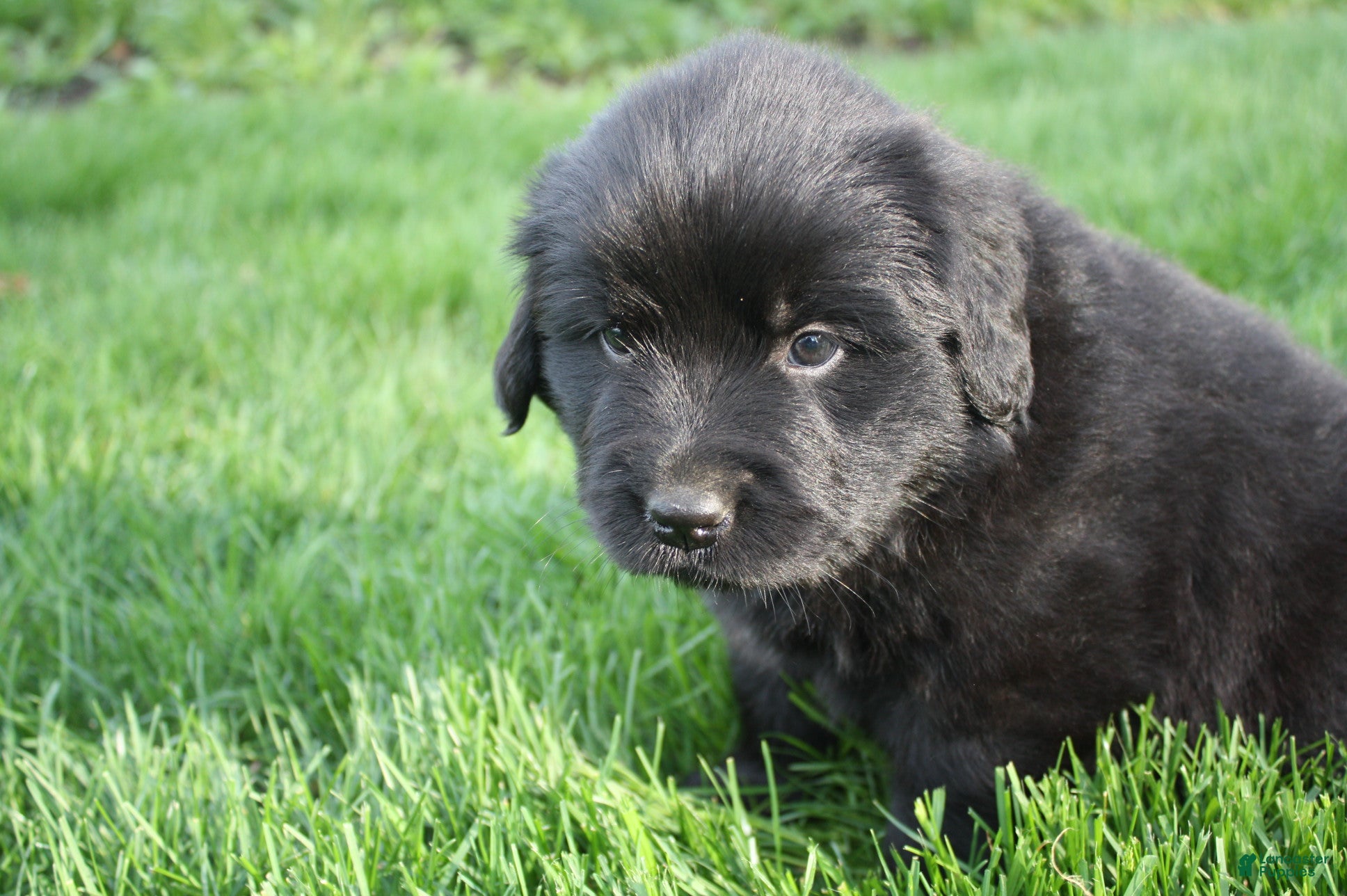Newfoundland dogs Ember - Ad 2