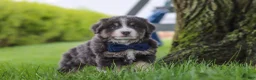 Miniature Australian Shepherd dogs for sale: Buddy - Ad 3