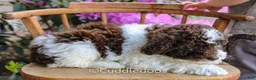Mixed Breed dogs for sale: Mercury - Ad 4