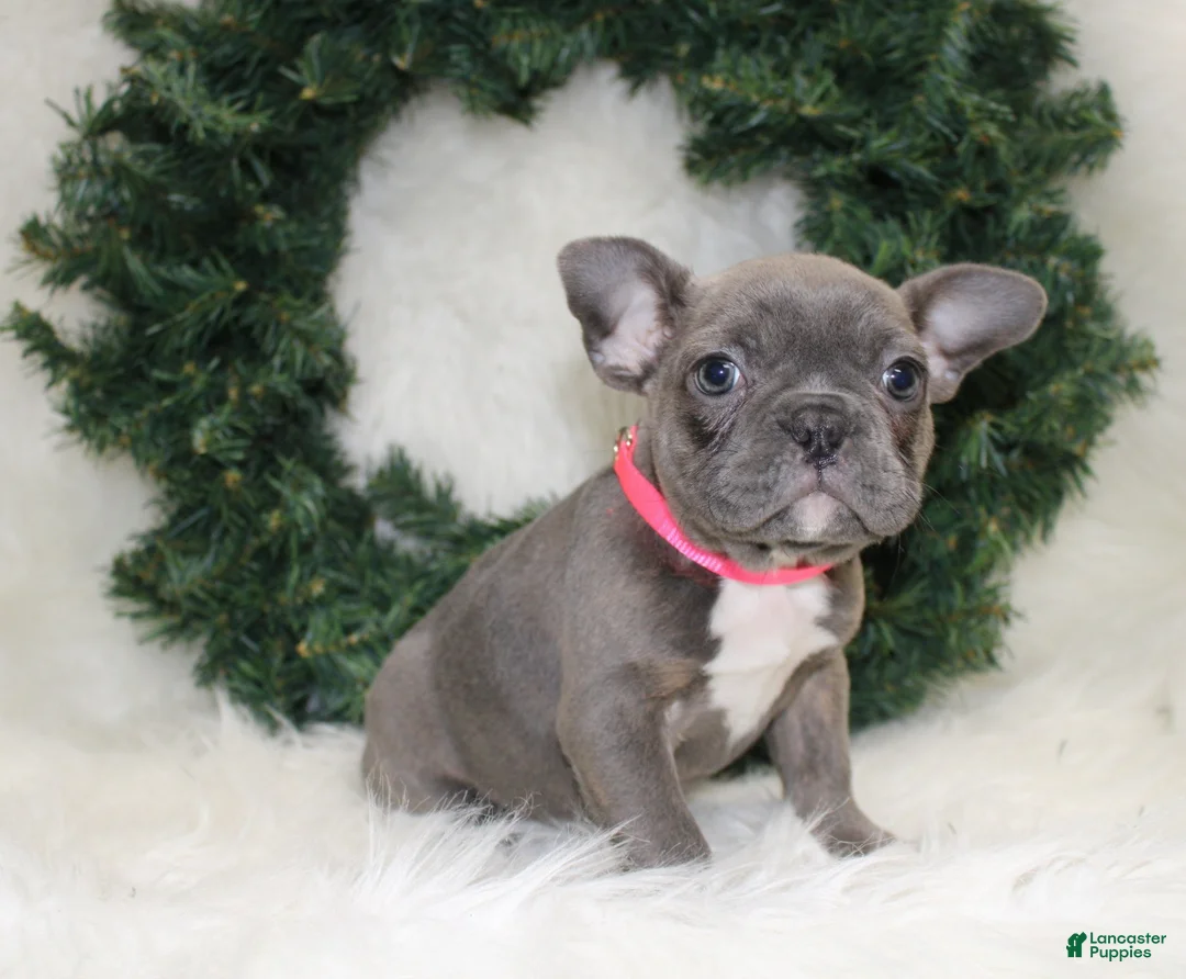 Mixed Breed dogs for sale: Sage - Ad 3