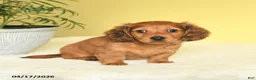 Miniature Dachshund dogs for sale: Jason - Ad 3