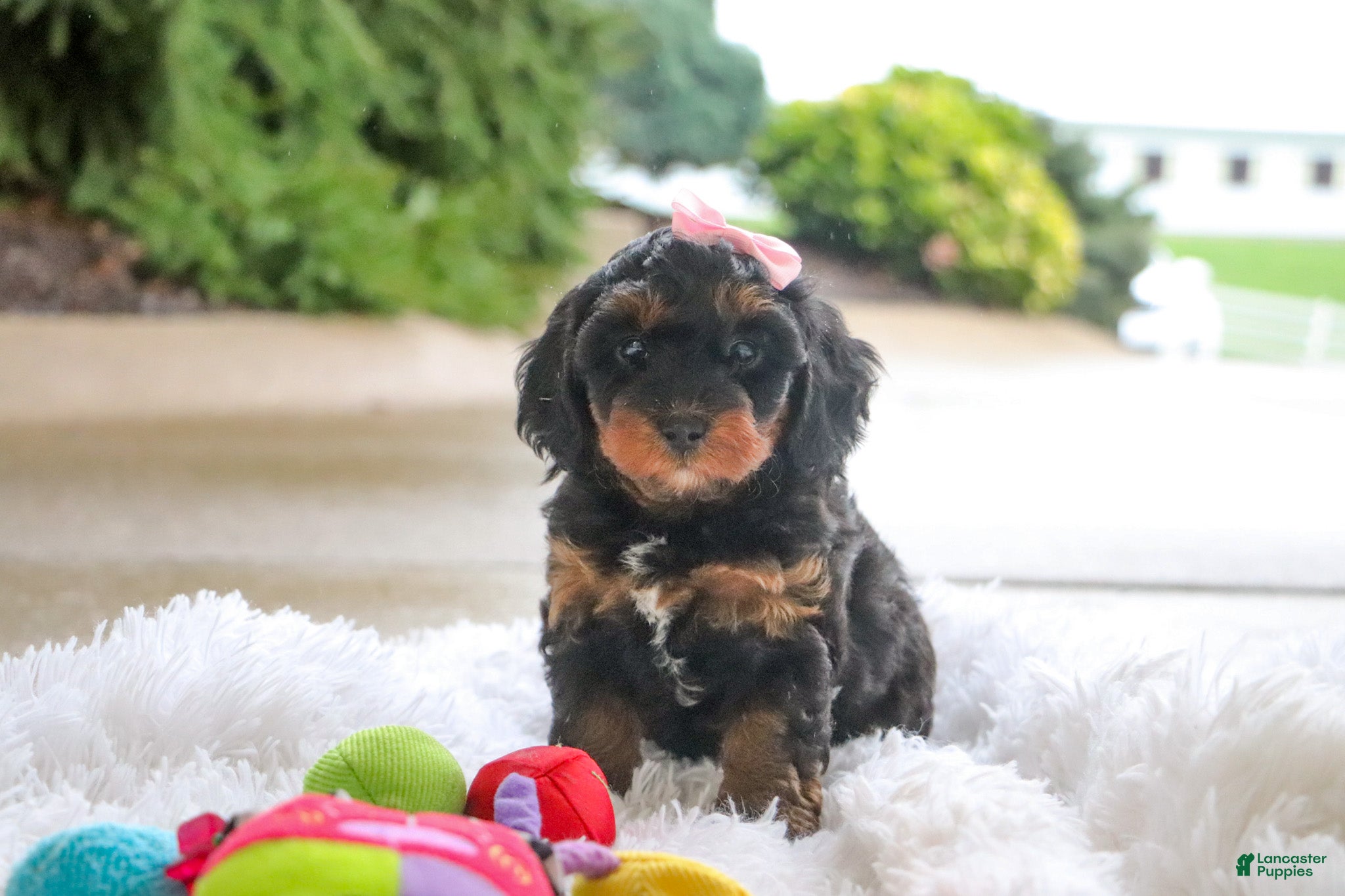 Mini Goldendoodle dogs Pumpkin - Ad 1