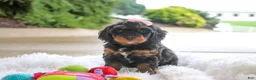 Mini Goldendoodle dogs for sale: Pumpkin - Ad 1