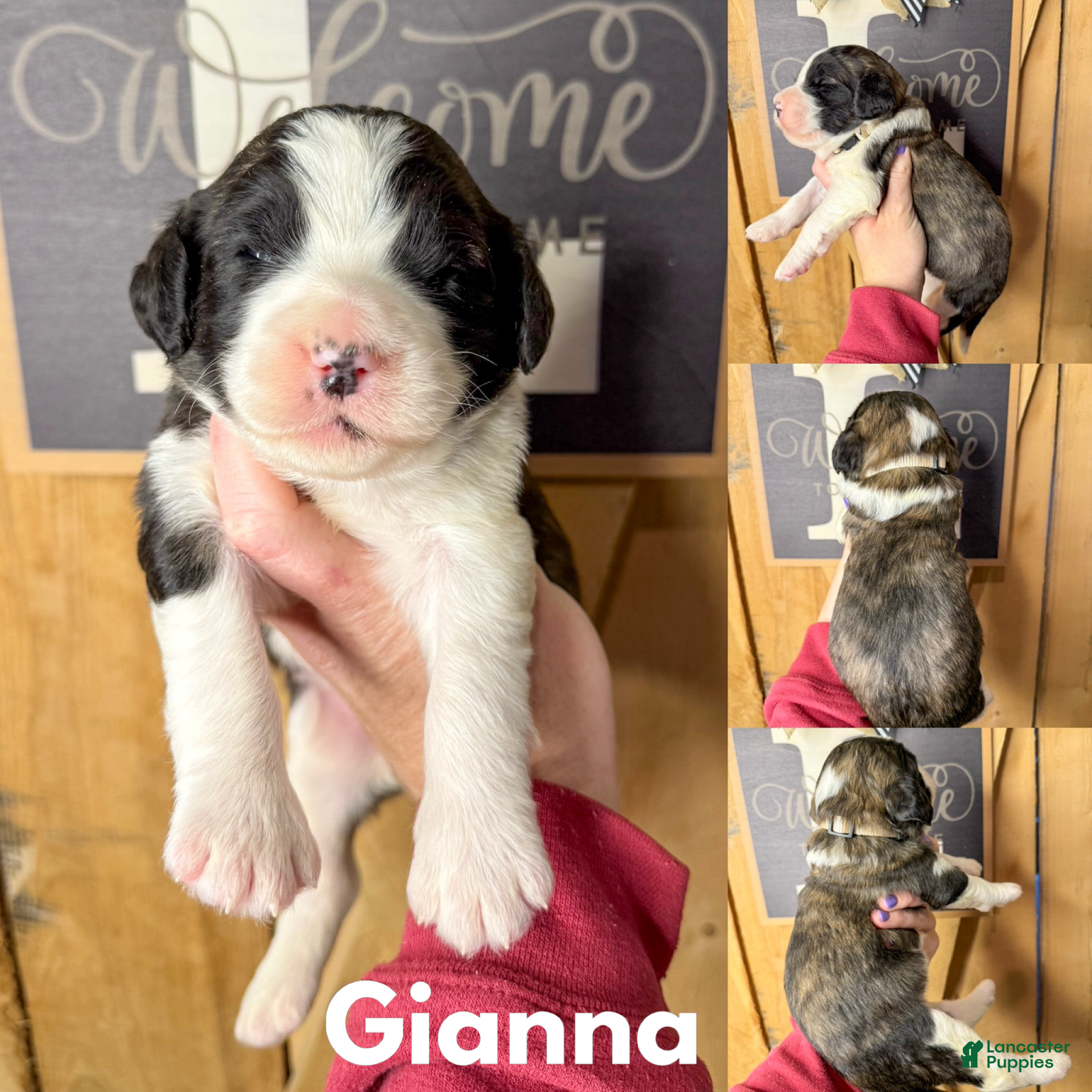 Saint Berdoodles dogs Gianna - Ad 1