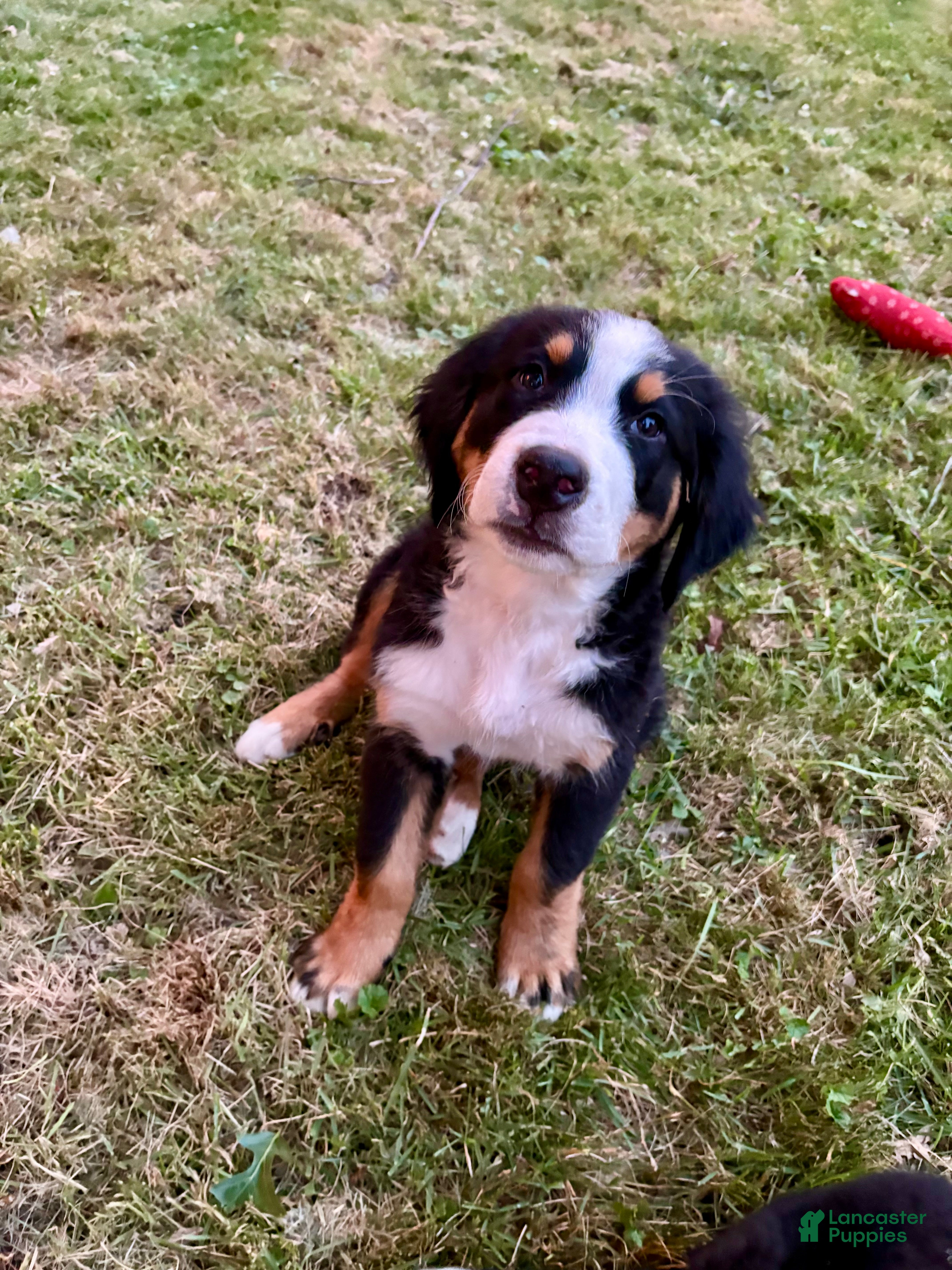 Bernese Mountain Dog dogs Clover  - Ad 2