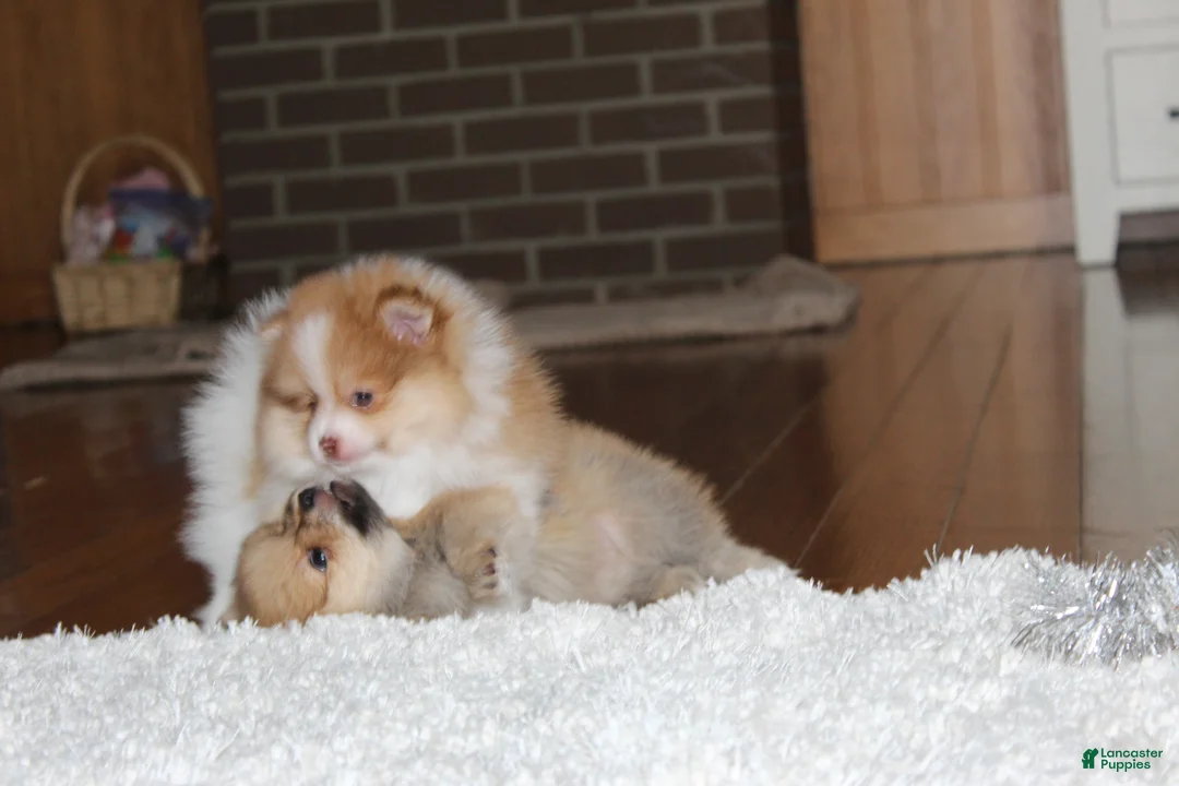 Pomeranian dogs for sale: Kenny - Ad 11