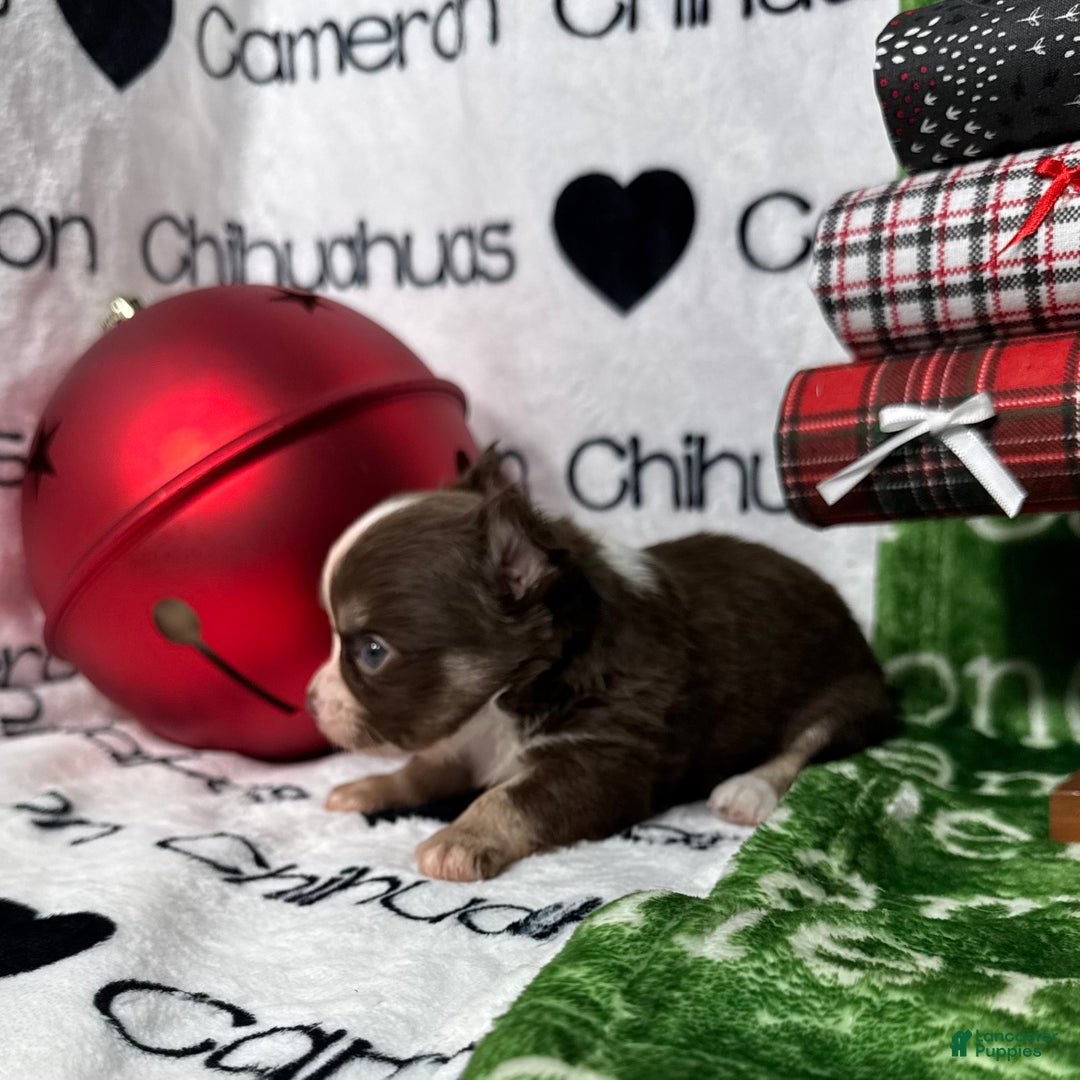 Chihuahua dogs for sale: Derek LC Chocolate Tri - Ad 4