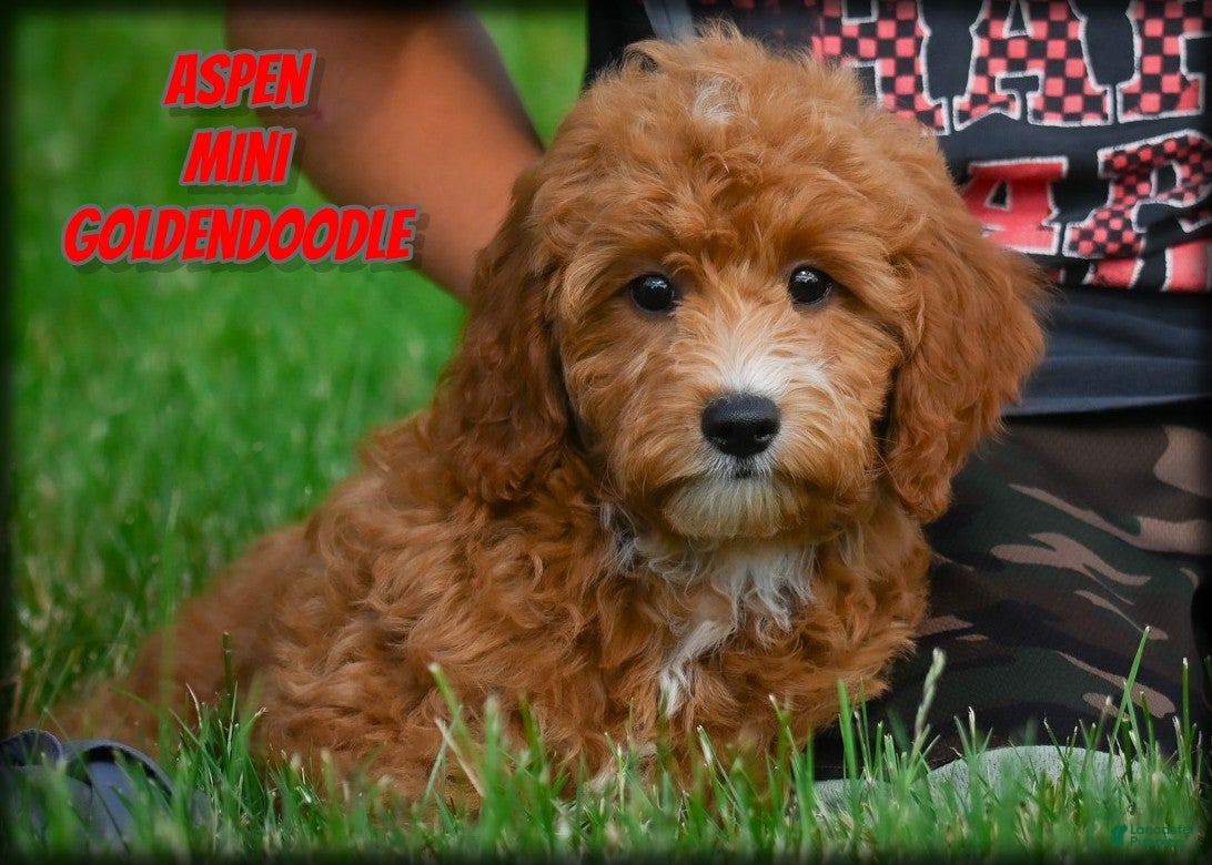 Mini Goldendoodle dogs Aspen - Ad 1
