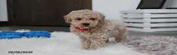 Bichpoo dogs for sale: Travis - Ad 6
