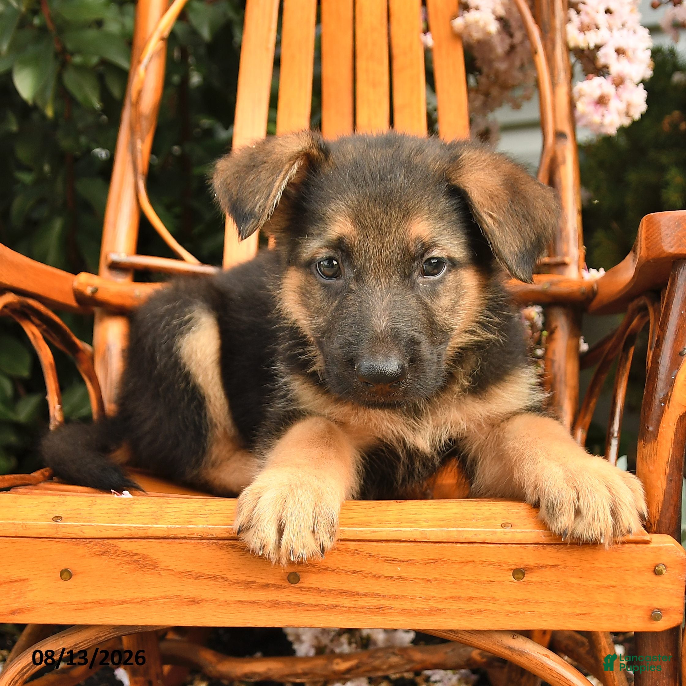 German Shepherd dogs Gunner - Ad 2