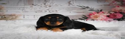 Miniature Dachshund dogs for sale: AKC-Alice - Ad 3