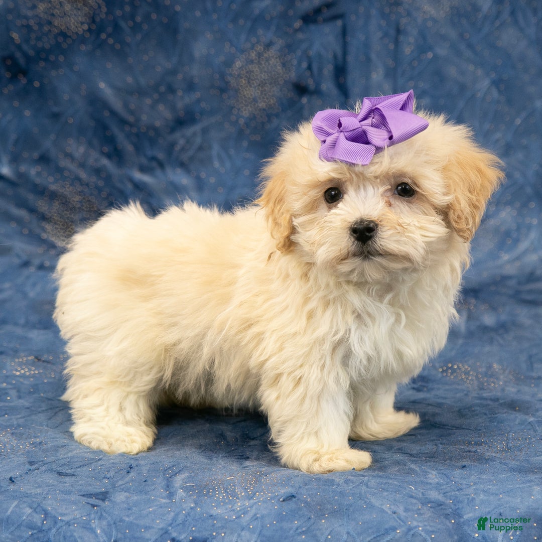 Havanese dogs for sale: Abby - Ad 3