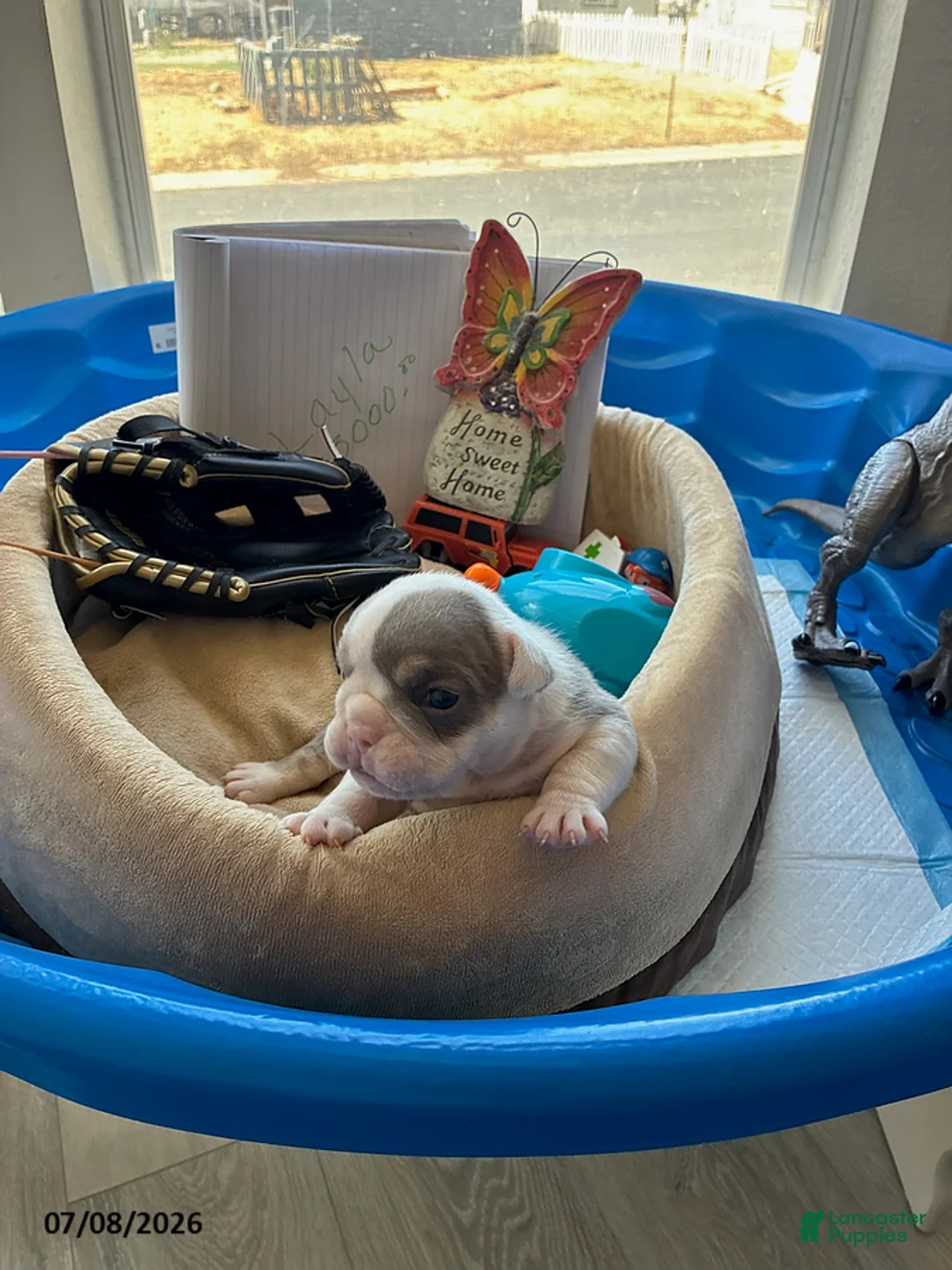 English Bulldog dogs for sale: Layla - Ad 2