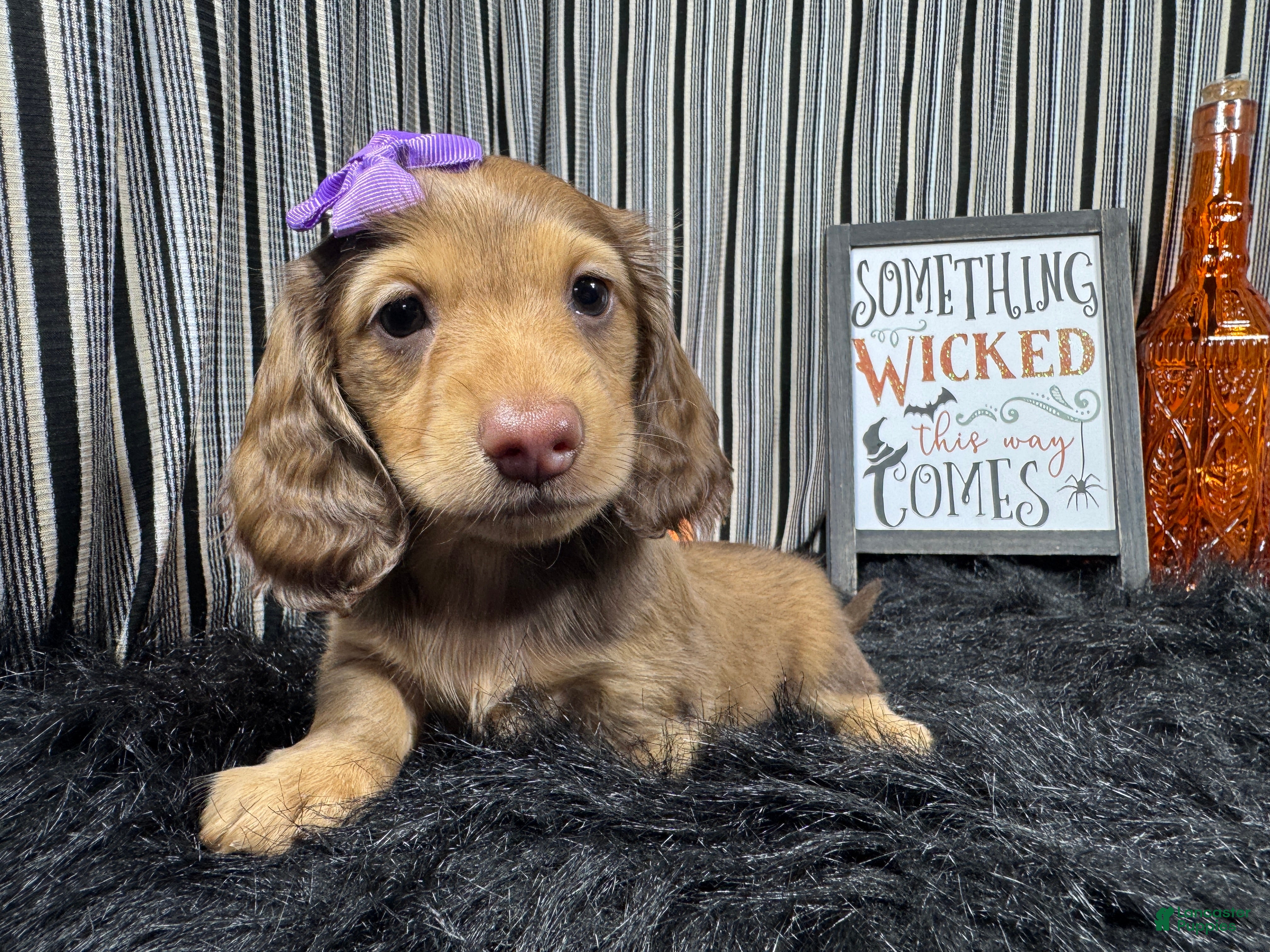 Miniature Dachshund dogs Miniature Dachshund 3 - Ad 32