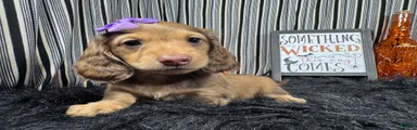 Miniature Dachshund 3