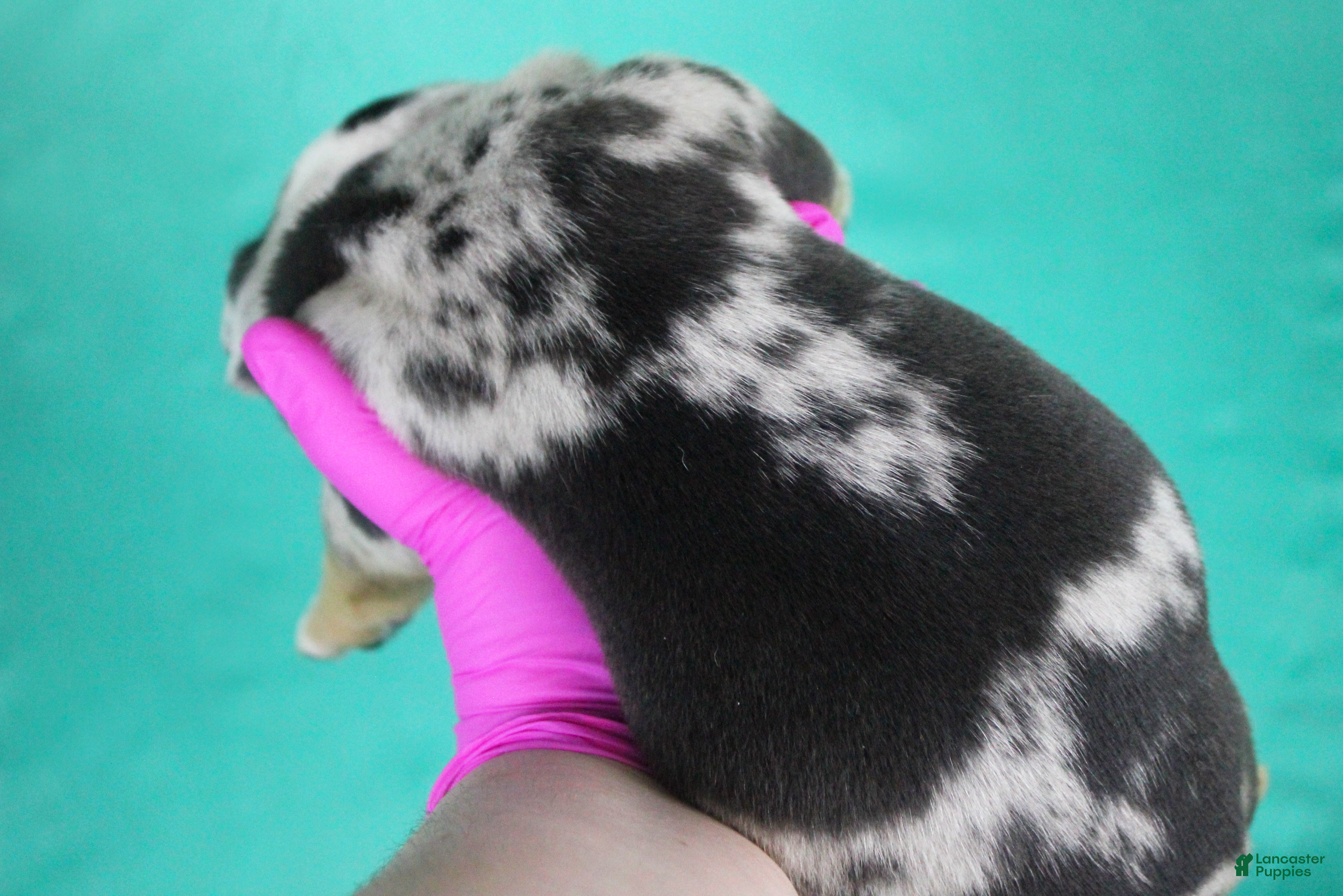 American Bully dogs Black Tri Merle Male - Ad 2