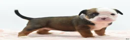 Mixed Breed dogs for sale: Rosie - Ad 12