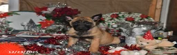 Belgian Malinois dogs for sale: Scarlet - Ad 12